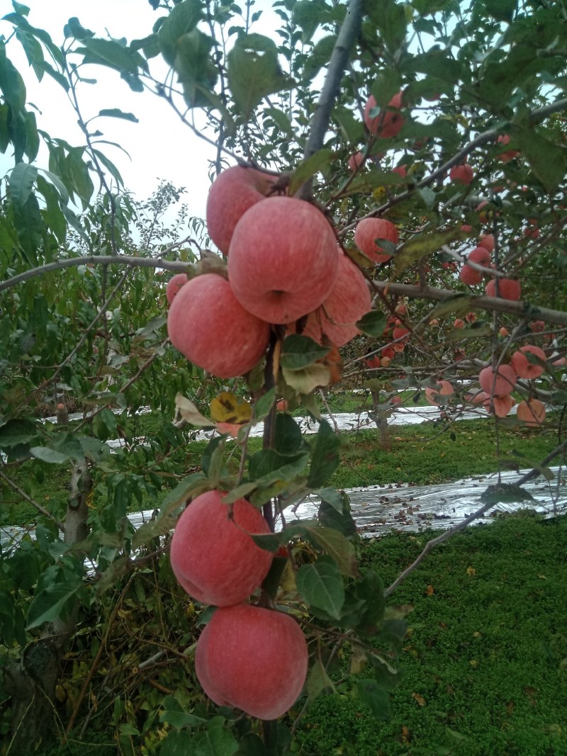 甘肃省庆阳红富士苹果大量走货中。