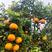爱媛38果冻橙四川大量上市，对接电商，市场等各种渠道。