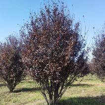 丛生紫叶李3-5米高度自产自销精品树形
