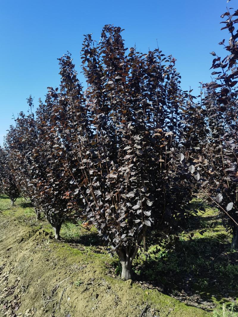 丛生紫叶李3-5米高度自产自销精品树形