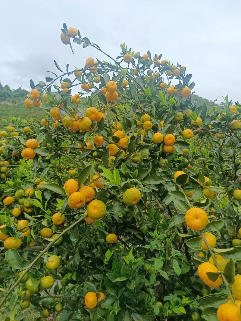 广西高山蜜橘大量上市