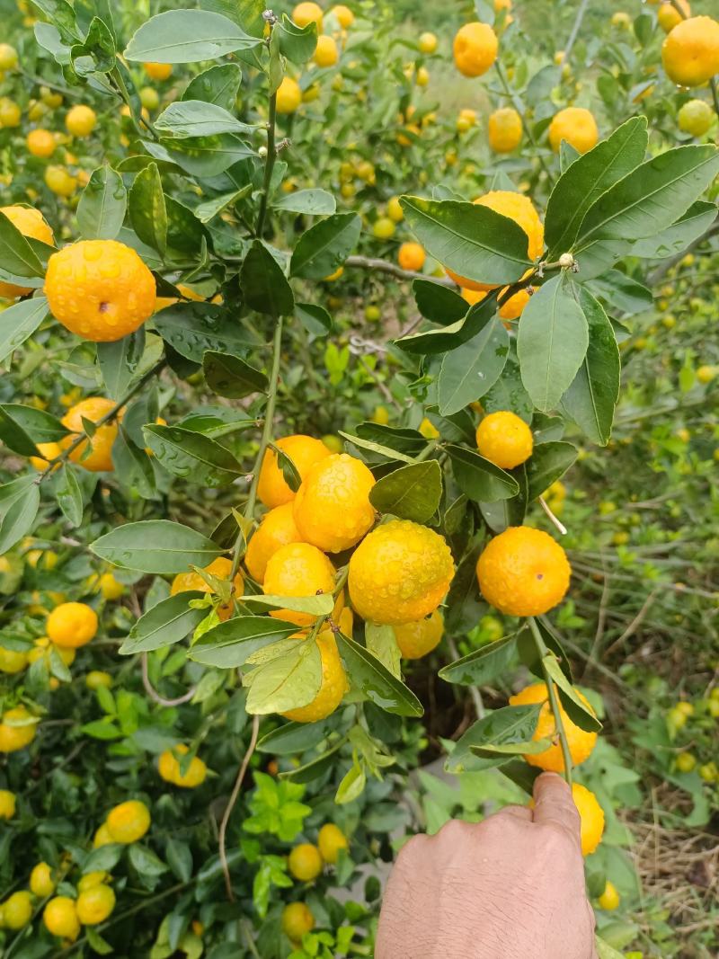 广西高山蜜橘大量上市