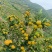 广西高山蜜橘大量上市