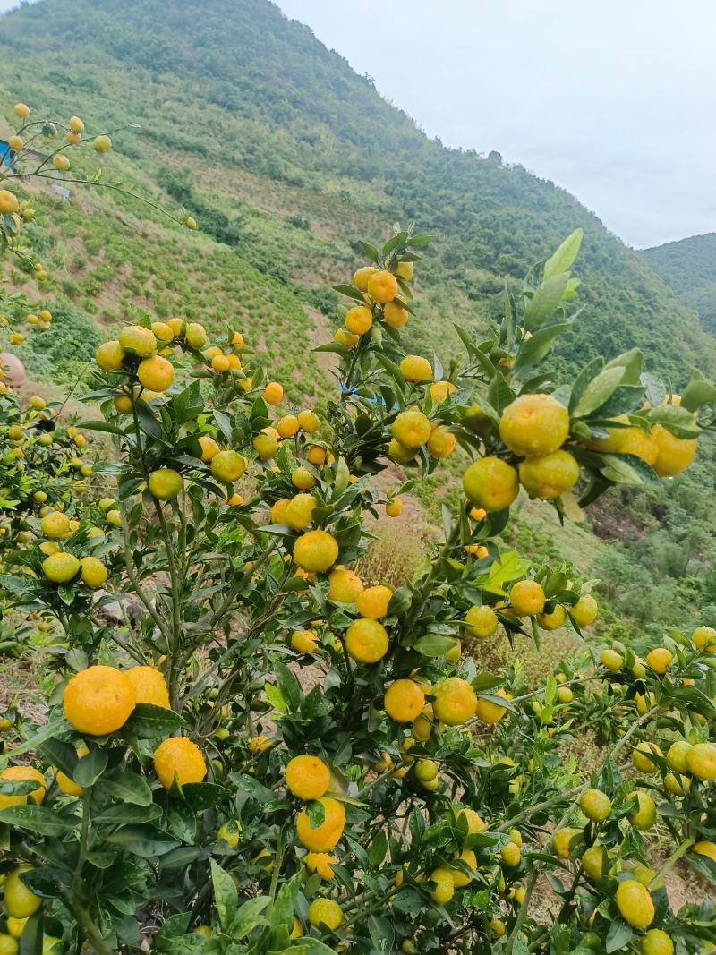 广西高山蜜橘大量上市
