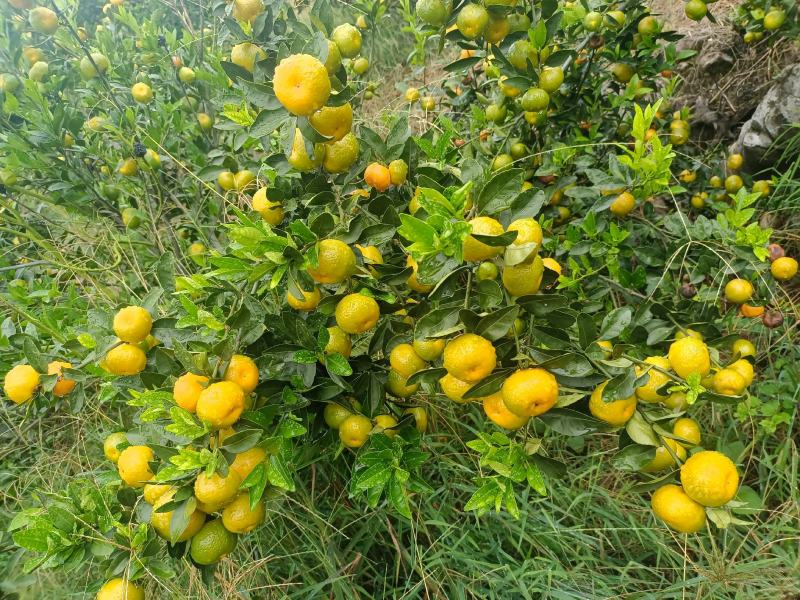 广西高山蜜橘大量上市