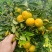 广西高山蜜橘大量上市