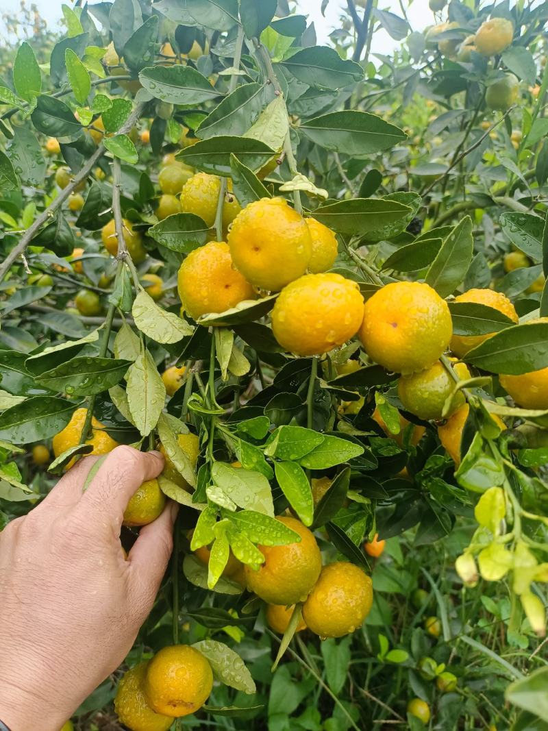 广西高山蜜橘大量上市