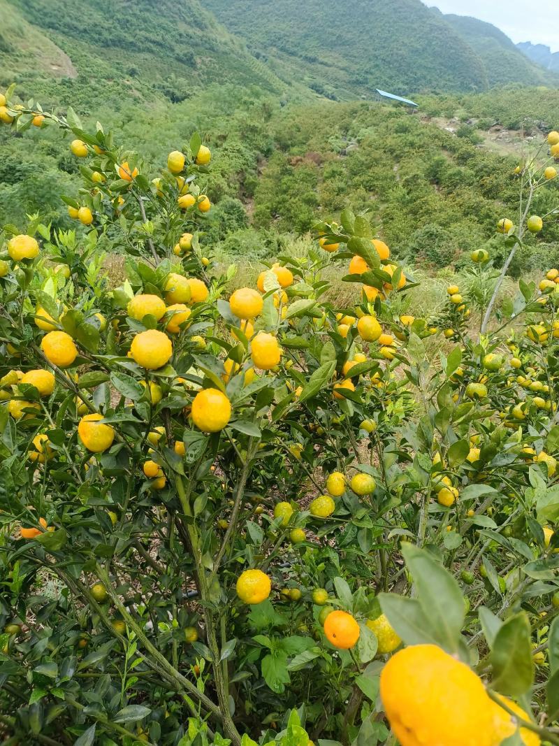 广西高山蜜橘大量上市