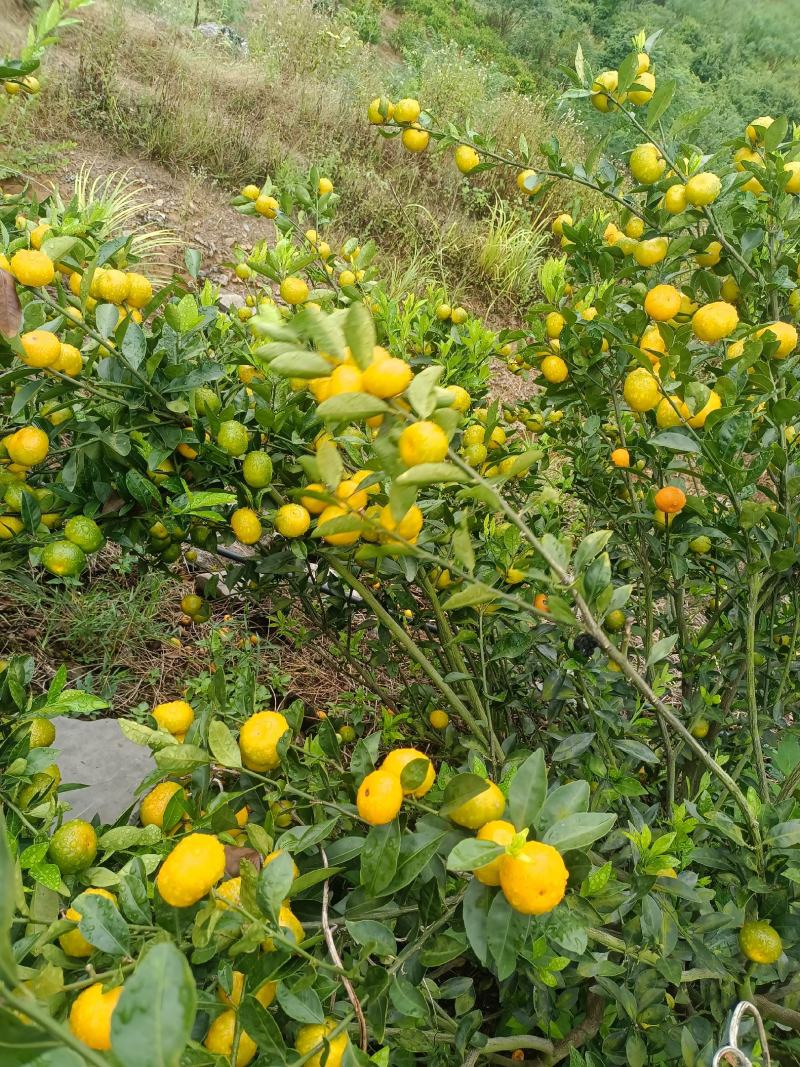 广西高山蜜橘大量上市