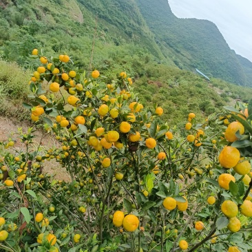 广西高山蜜橘大量上市