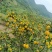 广西高山蜜橘大量上市