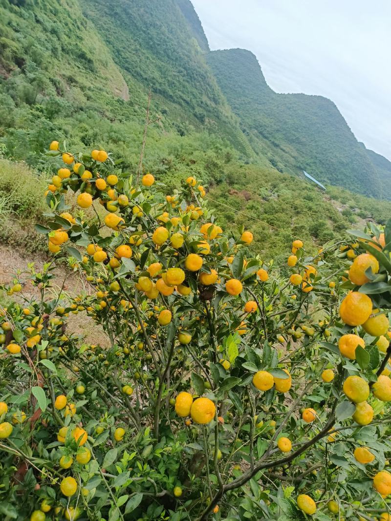广西高山蜜橘大量上市