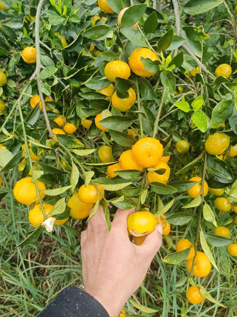 广西高山蜜橘大量上市