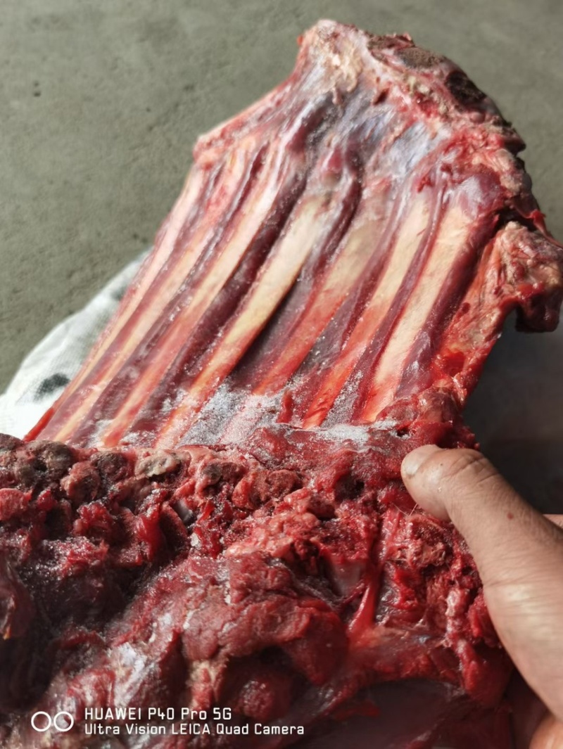 驴肉。带皮驴肉。驴板肠。脊骨。新鲜冻品。全国各地发