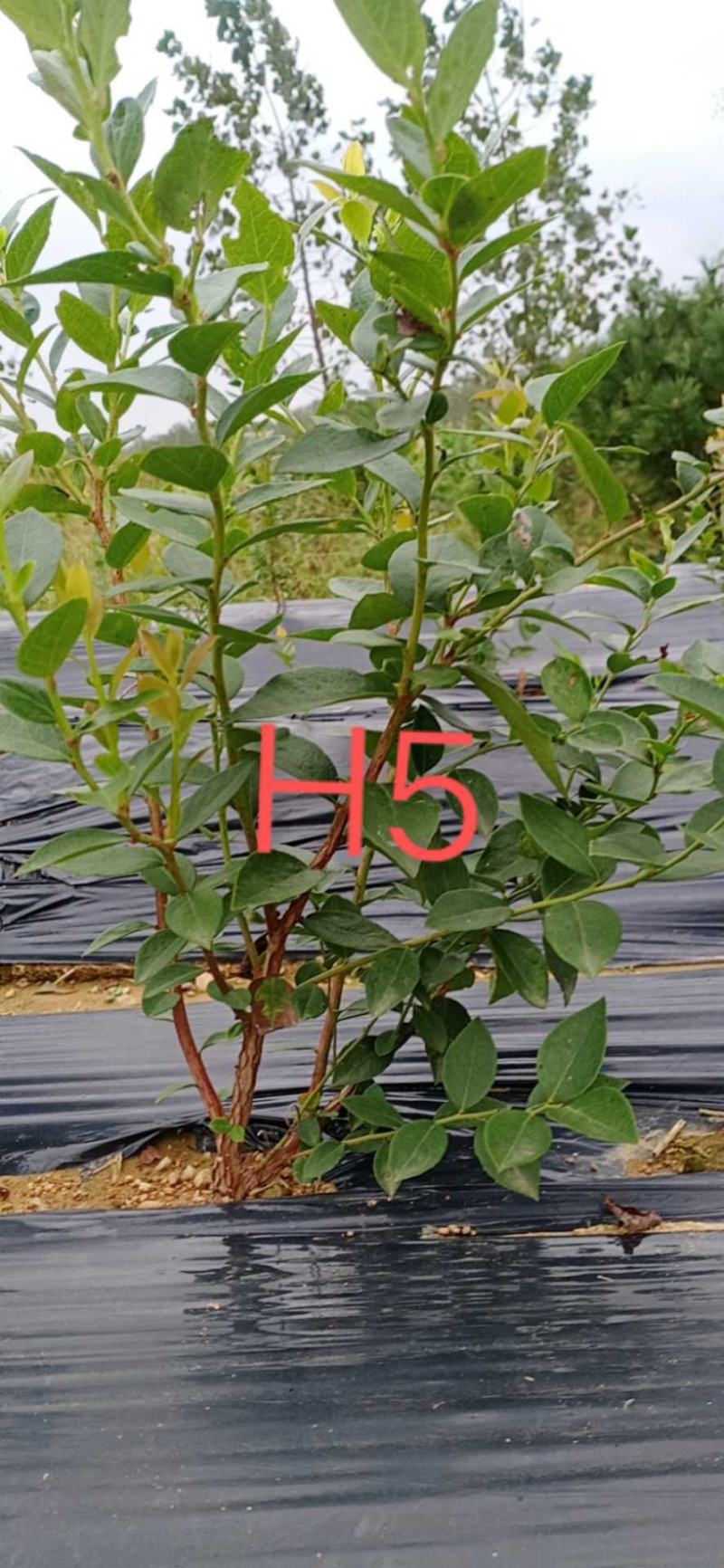 蓝莓苗，H5，L，法新，云雀，优瑞卡，德雷铂，绿宝石品种齐全