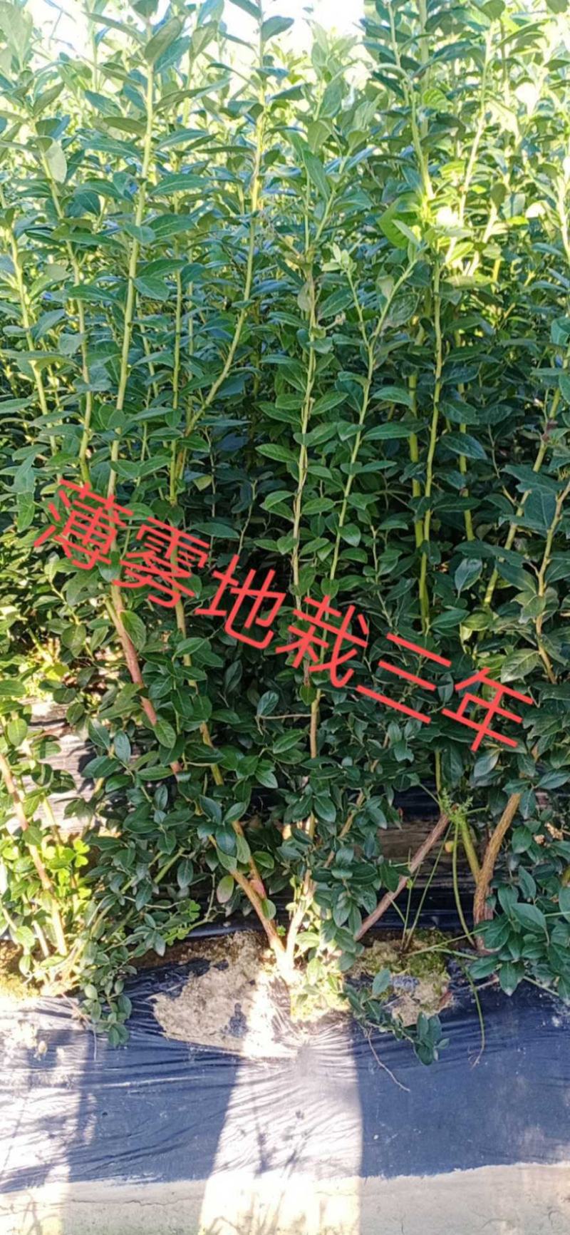 蓝莓苗，H5，L，法新，云雀，优瑞卡，德雷铂，绿宝石品种齐全