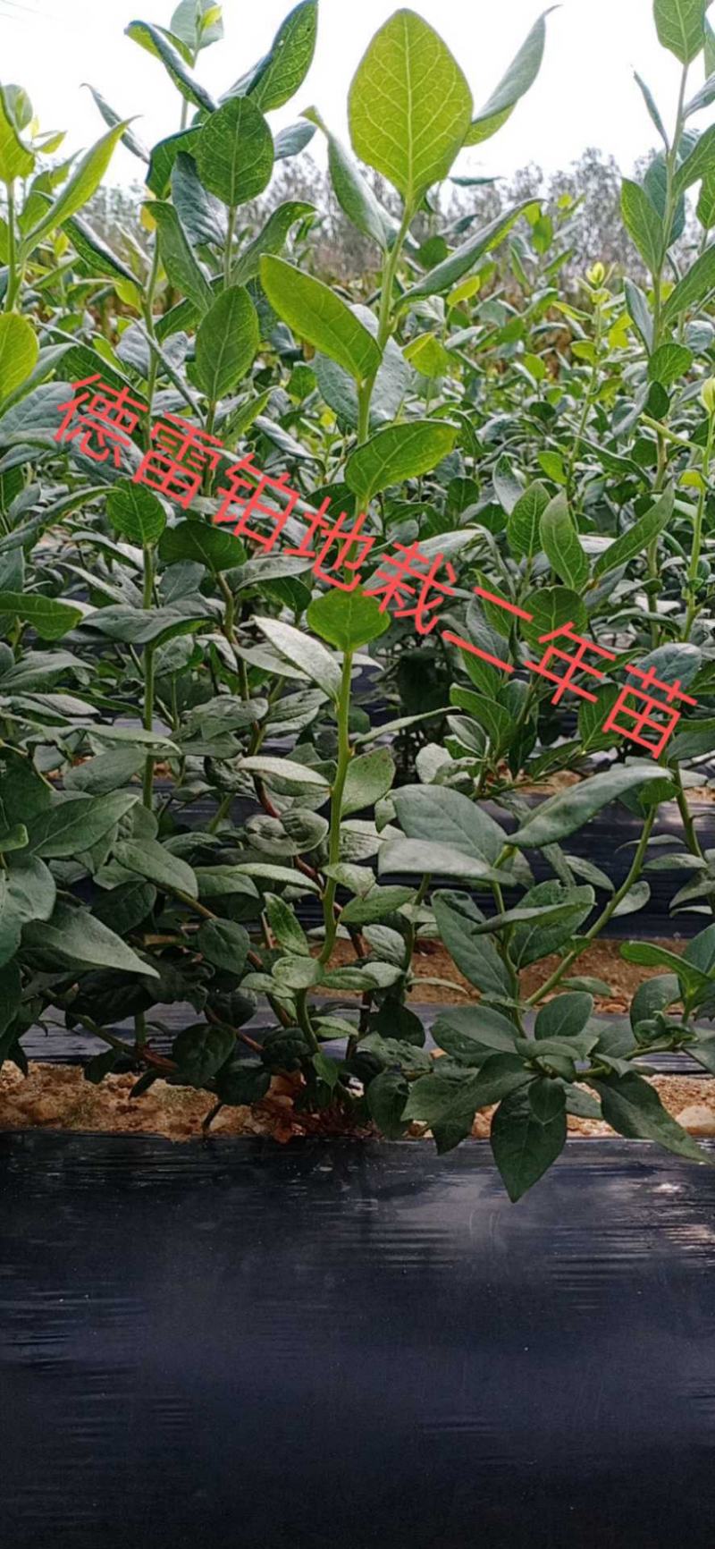 蓝莓苗，H5，L，法新，云雀，优瑞卡，德雷铂，绿宝石品种齐全