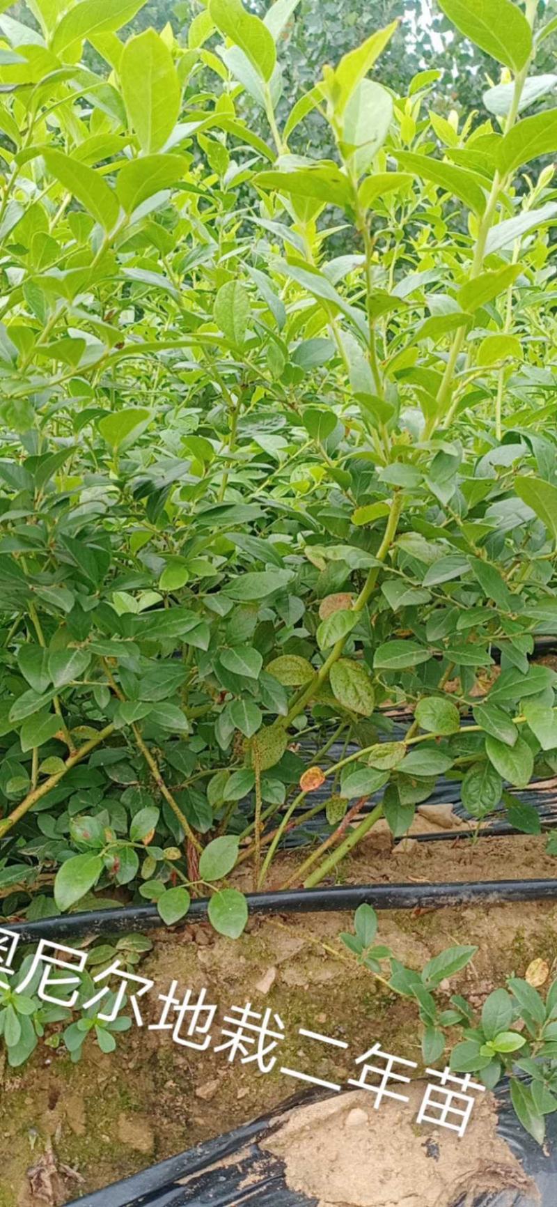 蓝莓苗，H5，L，法新，云雀，优瑞卡，德雷铂，绿宝石品种齐全