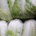 白菜陆续上市中，量大价优，欢迎新老客户光临！