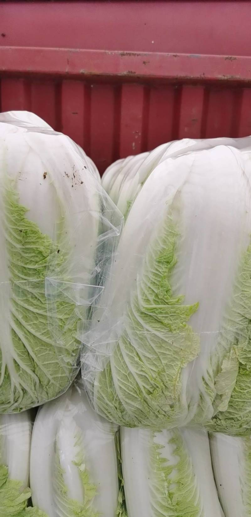 白菜陆续上市中，量大价优，欢迎新老客户光临！