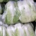 白菜陆续上市中，量大价优，欢迎新老客户光临！