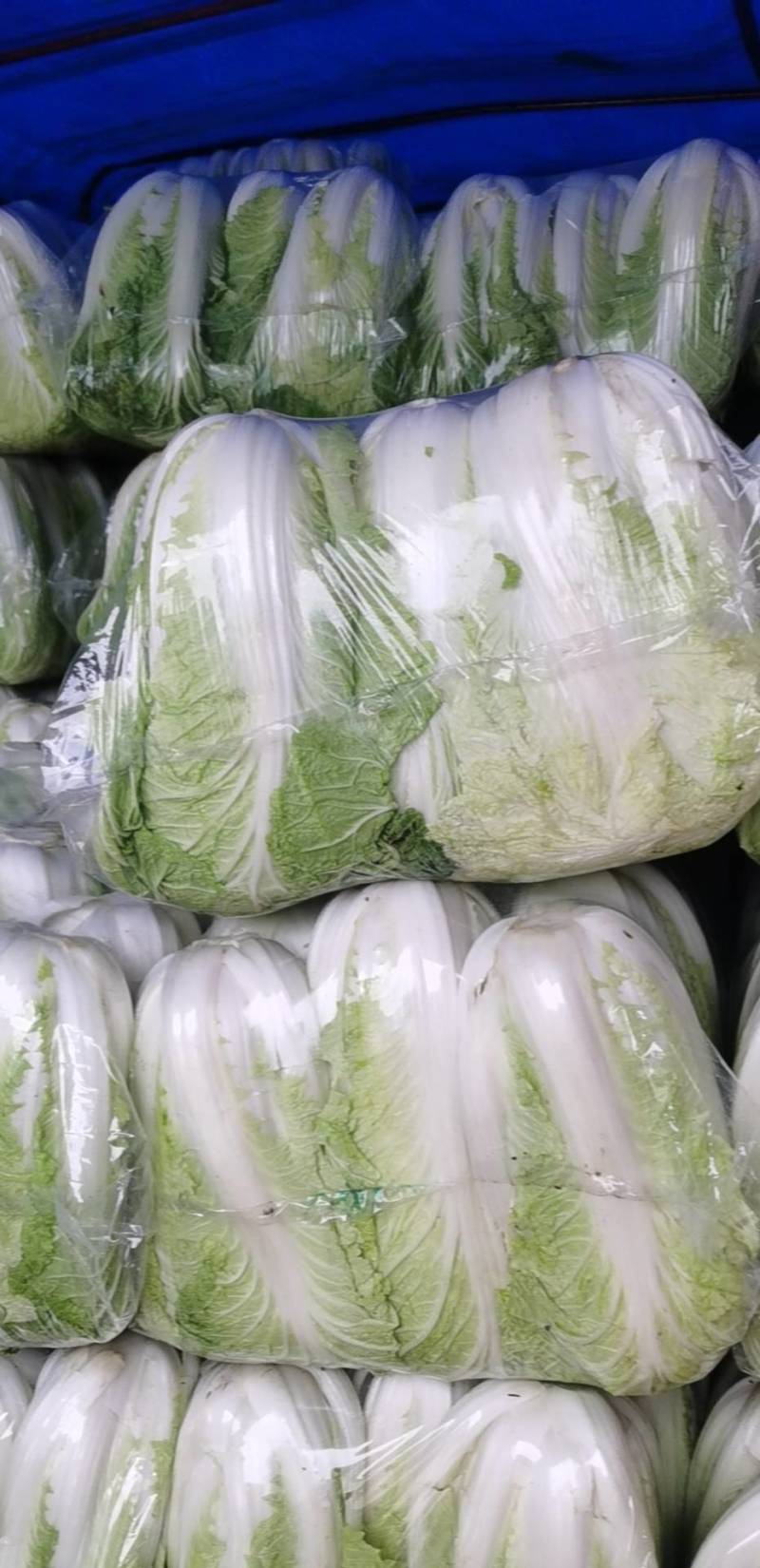 白菜陆续上市中，量大价优，欢迎新老客户光临！