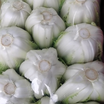 白菜陆续上市中，量大价优，欢迎新老客户光临！