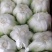 白菜陆续上市中，量大价优，欢迎新老客户光临！