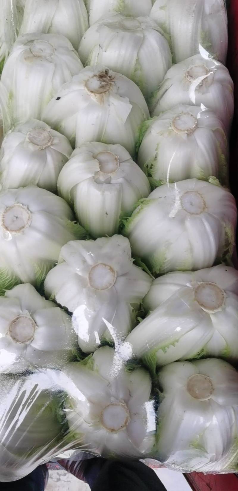 白菜陆续上市中，量大价优，欢迎新老客户光临！