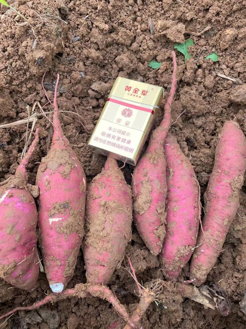 商薯19精品商薯