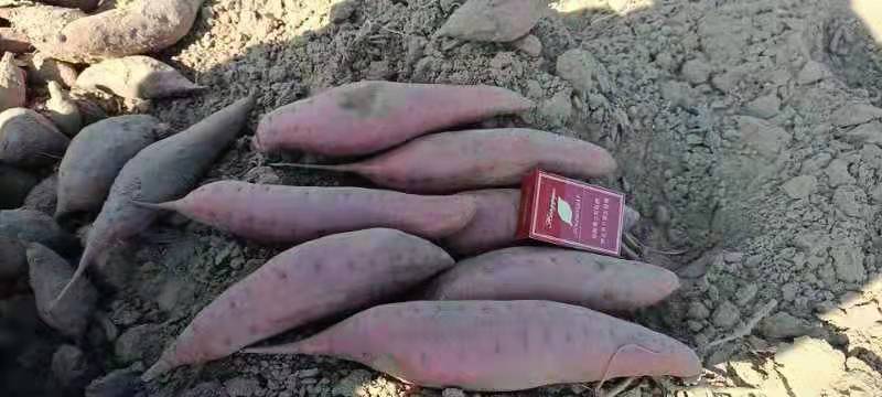 精品西瓜红