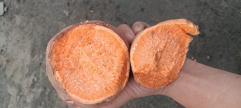 精品西瓜红