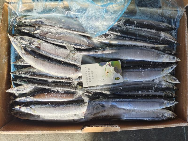 秋刀鱼海洋捕捞食品加工原料鱼船冻原料