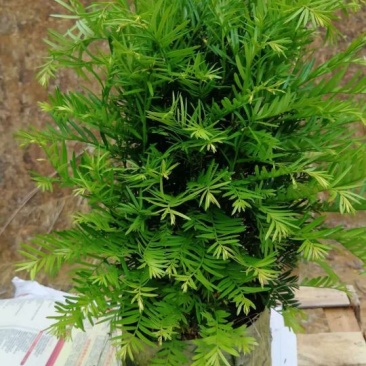 正宗南方红豆杉树苗带果曼地亚办公室内外盆景盆栽庭院大型绿