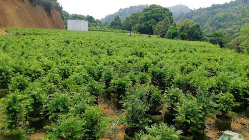 正宗南方红豆杉树苗带果曼地亚办公室内外盆景盆栽庭院大型绿