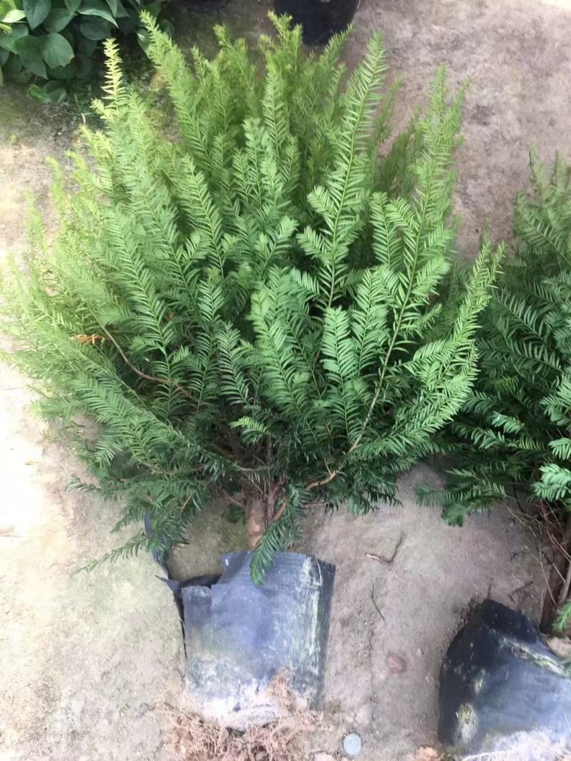 正宗南方红豆杉树苗带果曼地亚办公室内外盆景盆栽庭院大型绿