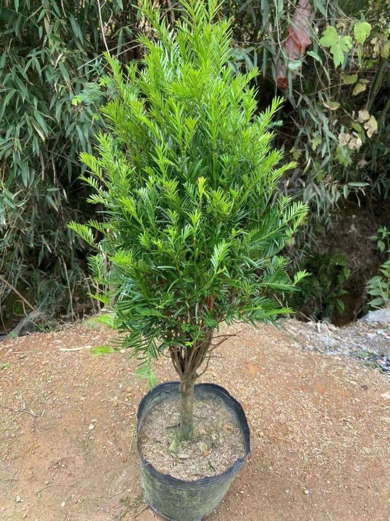 正宗南方红豆杉树苗带果曼地亚办公室内外盆景盆栽庭院大型绿
