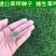 矮生百慕大种子矮生四季青草籽耐旱耐践踏天堂草草坪种子