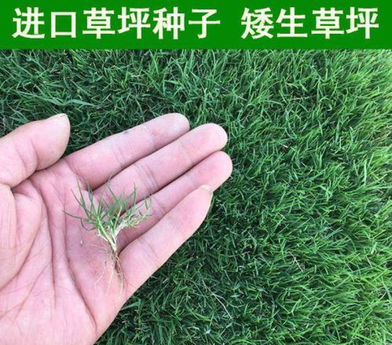矮生百慕大种子矮生四季青草籽耐旱耐践踏天堂草草坪种子