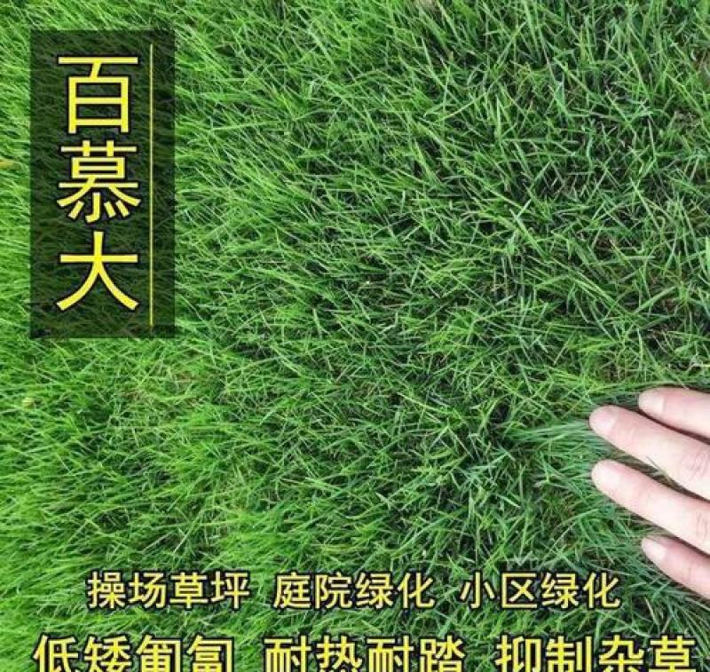 矮生百慕大种子矮生四季青草籽耐旱耐践踏天堂草草坪种子
