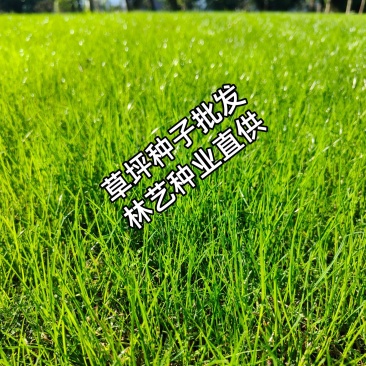 矮生百慕大种子矮生四季青草籽耐旱耐践踏天堂草草坪种子