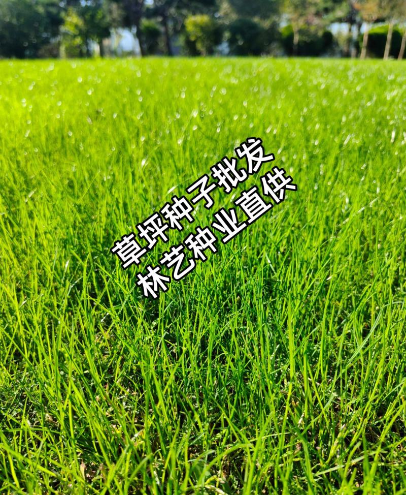 矮生百慕大种子矮生四季青草籽耐旱耐践踏天堂草草坪种子
