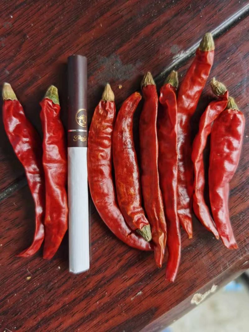 印度干椒s17大量供应