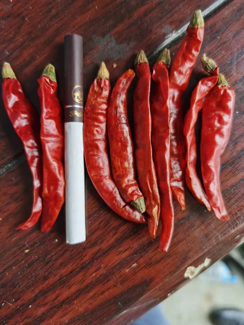 印度干椒s17大量供应