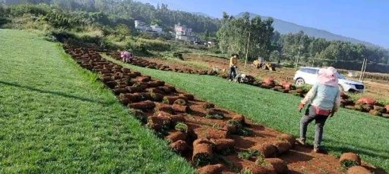 【专业草场】草坪草基地一手货源规格齐全包成活包售后量大价低