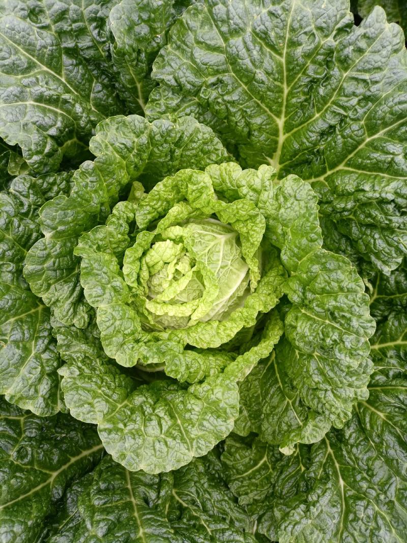 云南精品山地黄心大白菜。口感不错货源充足量大从优