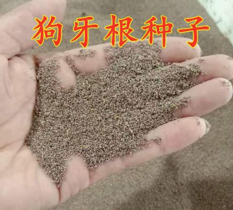 狗牙根种子耐热百慕大护坡草籽绿化四季常青耐旱耐践踏庭院