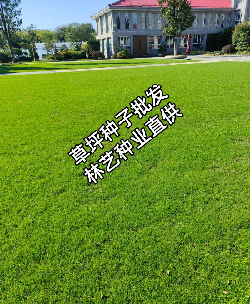 狗牙根种子耐热百慕大护坡草籽绿化四季常青耐旱耐践踏庭院