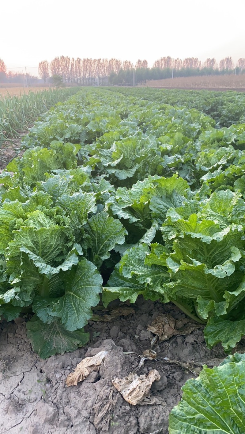 白菜北京大兴自家产的大白菜冬储存每年都种口感甜