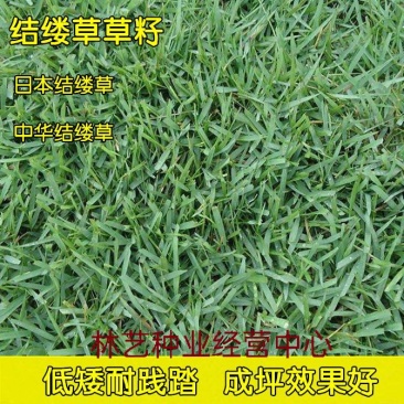 日本结缕草种子中华结缕草草籽四季长青矮生耐践踏足球场草坪